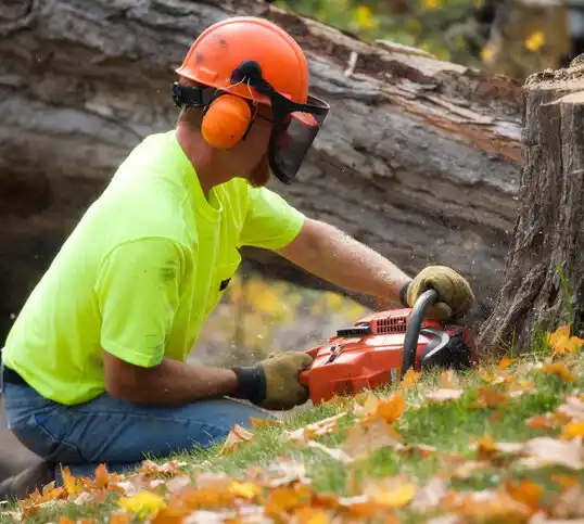 tree services Mullica Hill